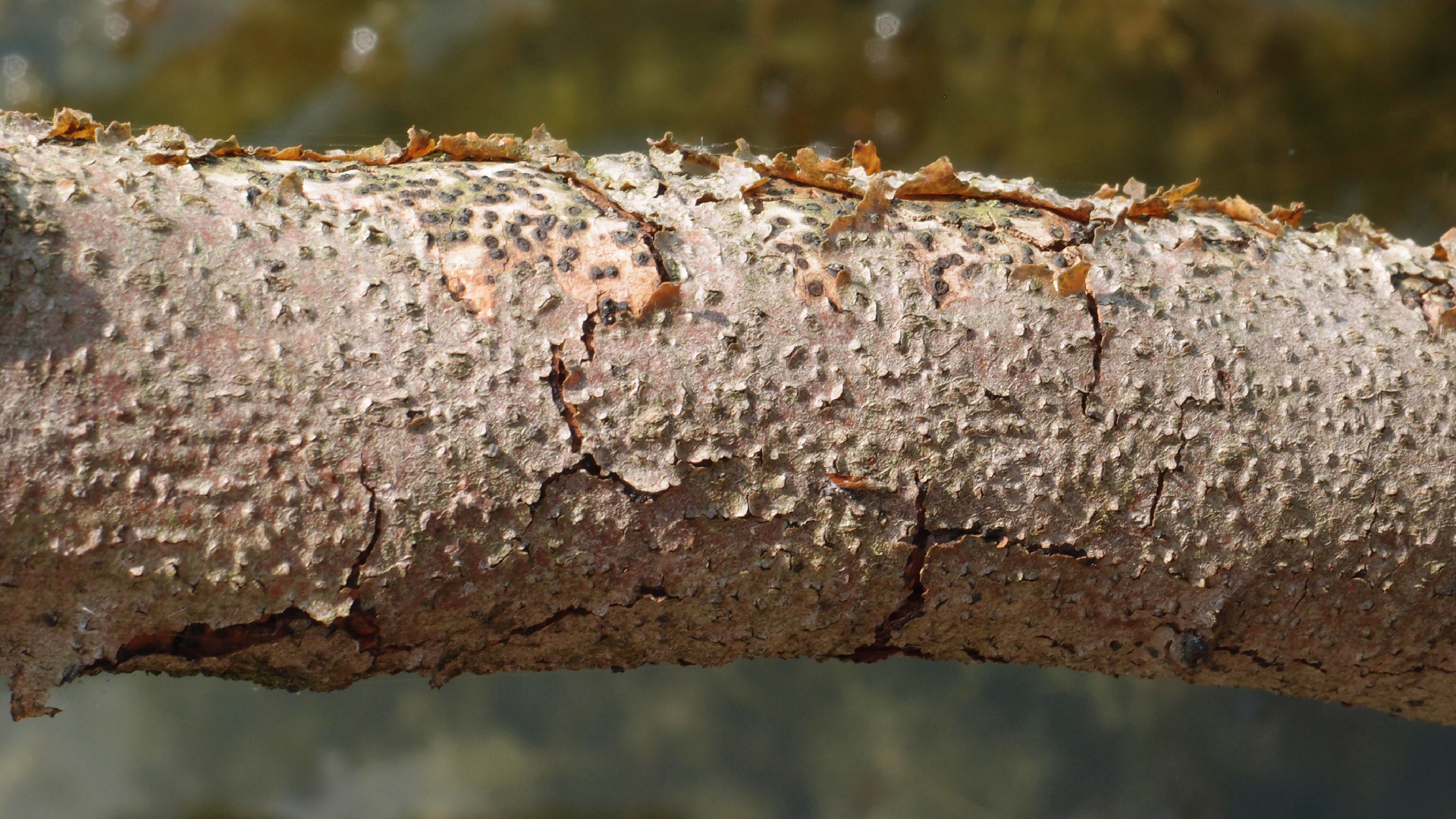 2021-06-17 Stechlinsee (Foto & Video)